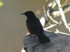 Thamnolaea cinnamomeiventris autochthones