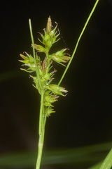 Carex polystachya