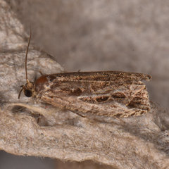 Olethreutes connectum