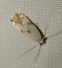 Pseudopostega crepusculella