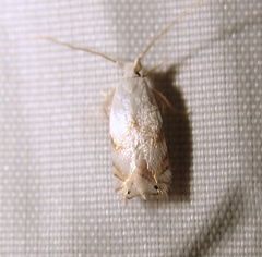 Pseudopostega crepusculella