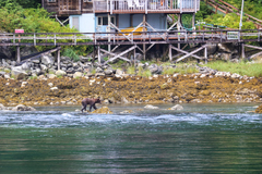 Ursus arctos sitkensis