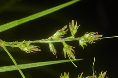 Carex polystachya