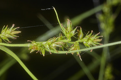 Carex polystachya