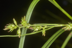 Carex polystachya