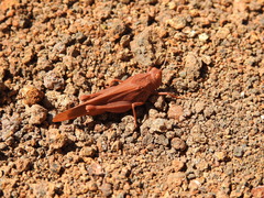 Oedipoda canariensis
