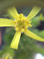 Senecio pinifolius