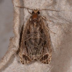 Olethreutes connectum