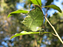 Protogoniomorpha parhassus