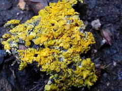 Dufourea