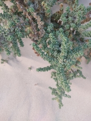 Traganum moquinii