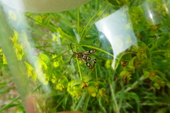 Chamaesphecia tenthrediniformis