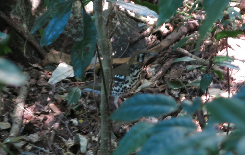 Spotted Ground Thrush (Geokichla guttata), photo 10