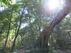 Ficus thonningii