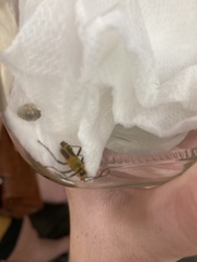 Chauliognathus pensylvanicus