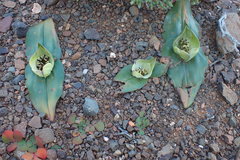 Colchicum coloratum burchellii