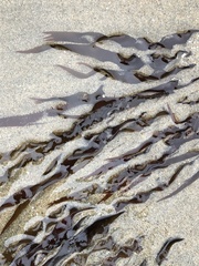 Halymeniaceae