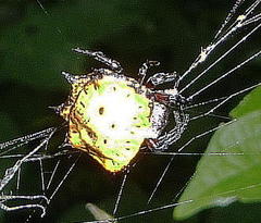 Isoxya tabulata