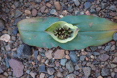 Colchicum coloratum burchellii