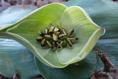 Colchicum coloratum burchellii