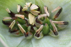 Colchicum coloratum burchellii