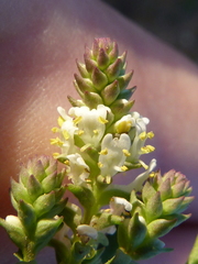 Hebenstretia neglecta