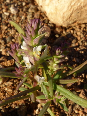 Hebenstretia neglecta