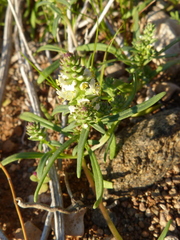 Hebenstretia neglecta