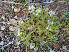 Hebenstretia neglecta