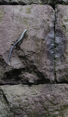 Plestiodon finitimus