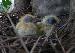 Columba guinea phaeonota