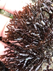 Ahnfeltiopsis linearis