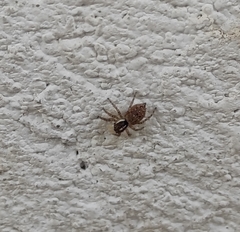 Menemerus semilimbatus