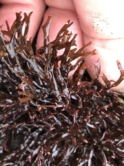 Ahnfeltiopsis linearis