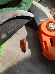 Synanthedon exitiosa