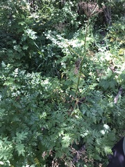 Ligusticum porteri