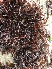 Ahnfeltiopsis linearis