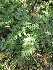 Ligusticum porteri