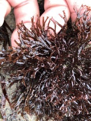 Ahnfeltiopsis linearis