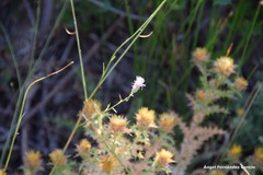 Mantisalca salmantica