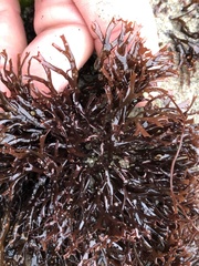 Ahnfeltiopsis linearis