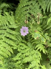 Geranium versicolor