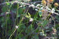 Mantisalca salmantica