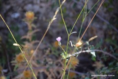 Mantisalca salmantica