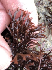 Ahnfeltiopsis linearis