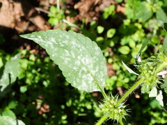 Neoerysiphe galeopsidis