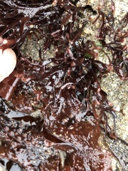 Ahnfeltiopsis linearis