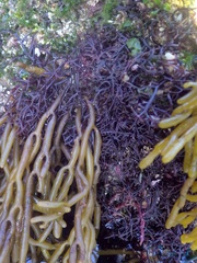 Chondracanthus acicularis