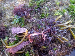 Chondracanthus acicularis