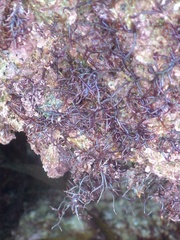 Chondracanthus acicularis